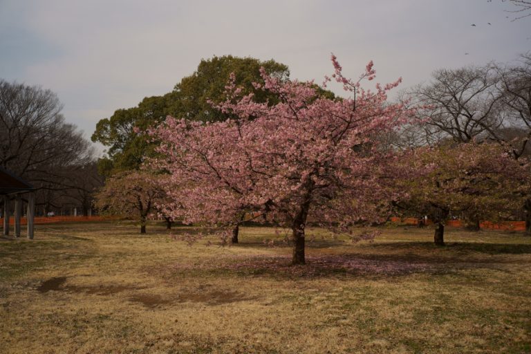 代々木公園