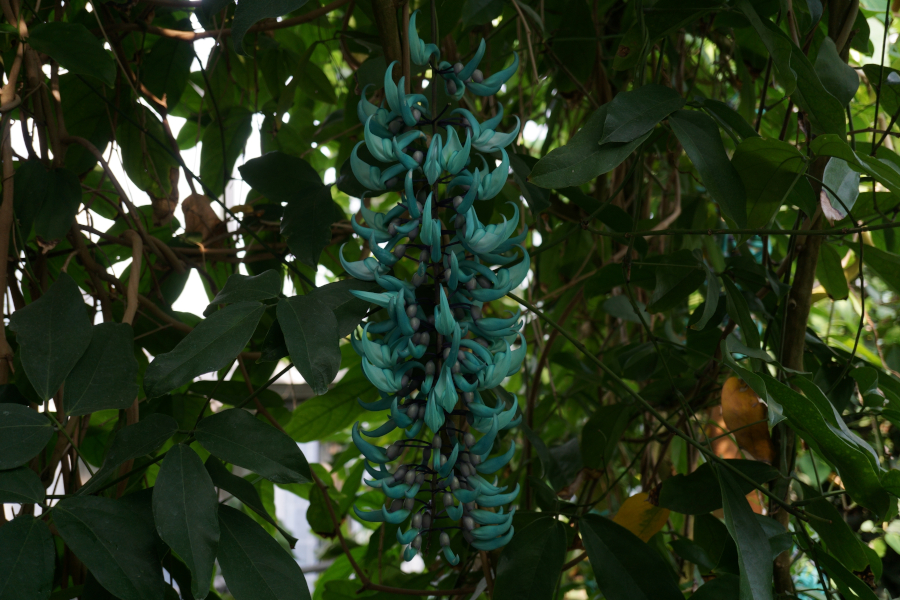 神代植物公園