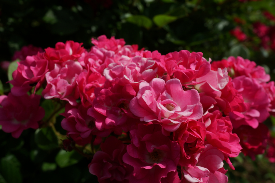 神代植物公園