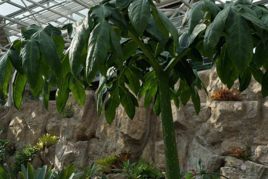 神代植物公園