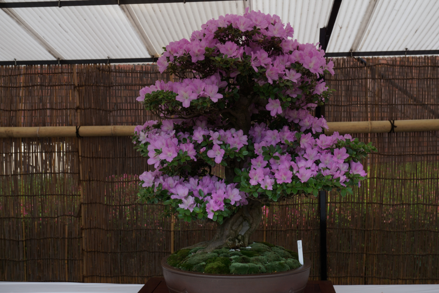 神代植物公園